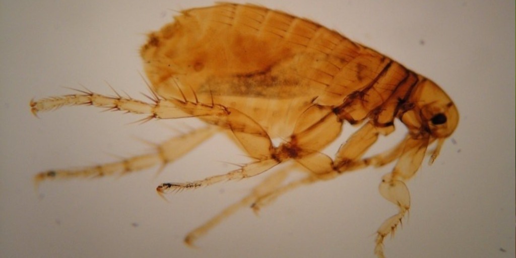 Foto em microscopia ótica, pulgas do homem (Pulex irritans). 