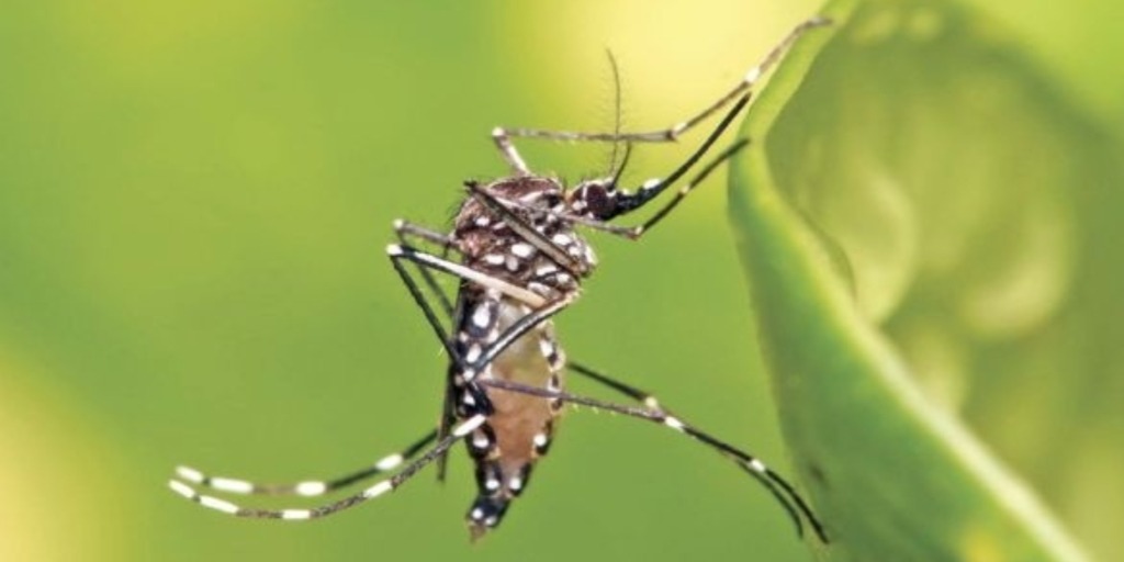 Mosquitos da dengue (Aedes aegypti)