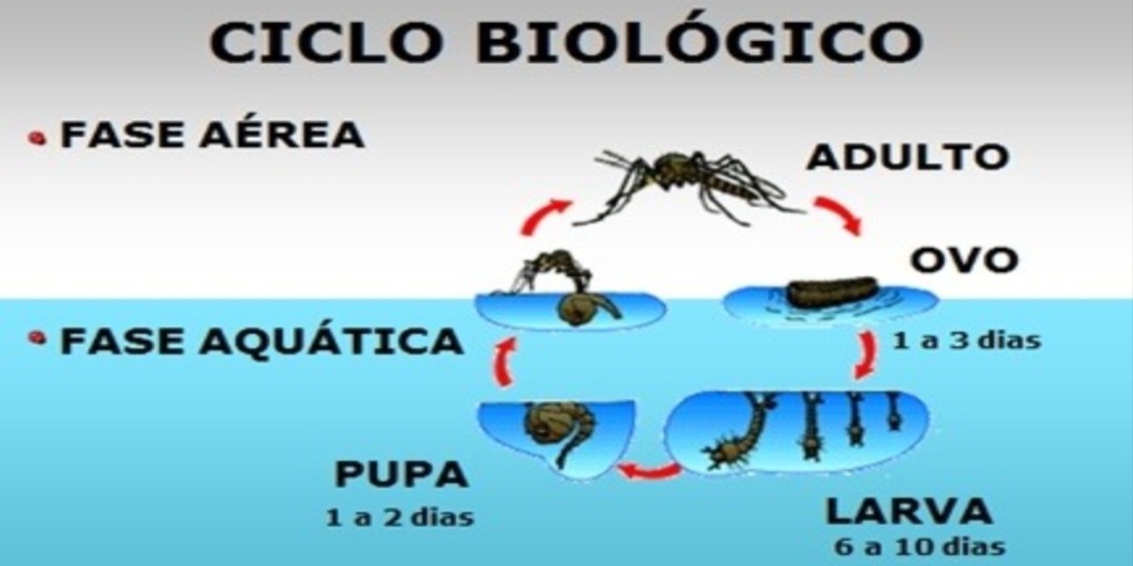 Ciclo biológico: fase aérea (mosquito adulto) e fase aquática (ovo, larva e pulpa). 