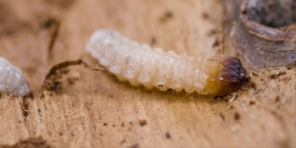 larva de brocas