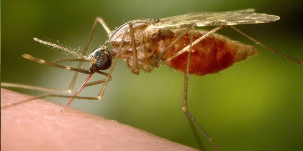 Mosquito Anopheles transmissor da malária.