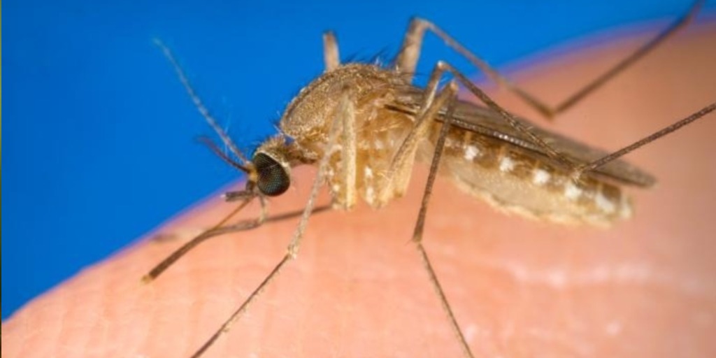 Mosquito pernilongo: Culex quinquefasciatus.