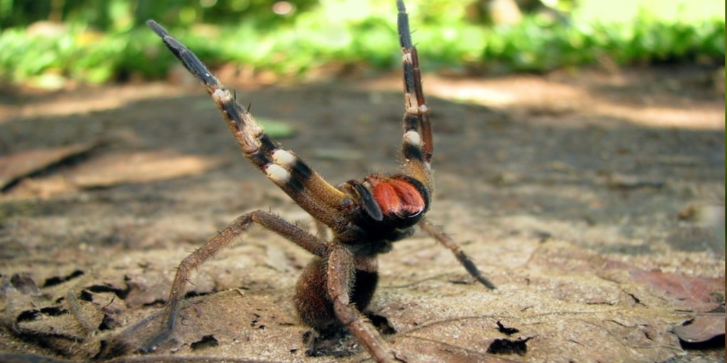 Aranhas: armadeira (Phoneutria sp.)