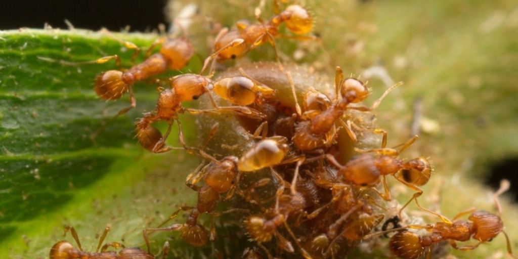 Várias formigas de fogo sobre folha. 