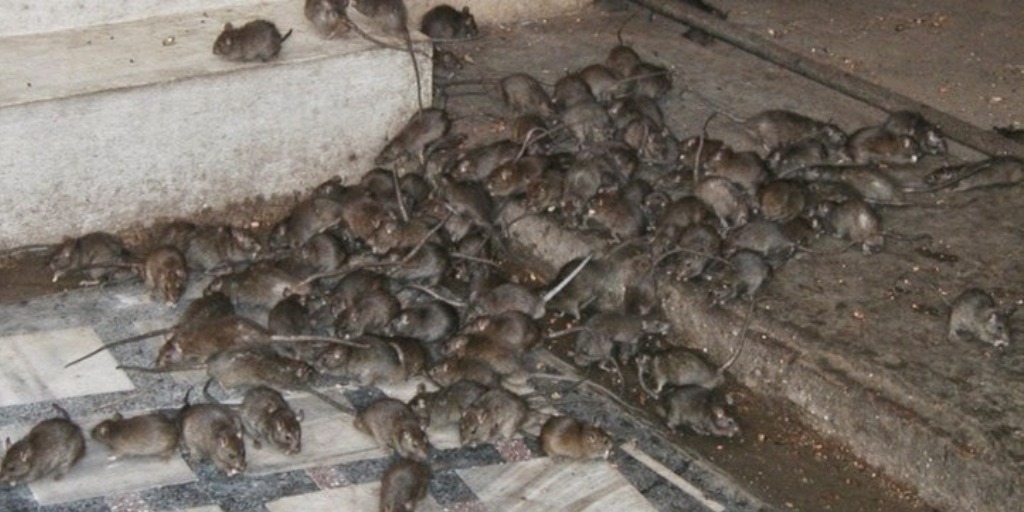 Muitos ratos em piso e escadaria. Será necessário desratização. 