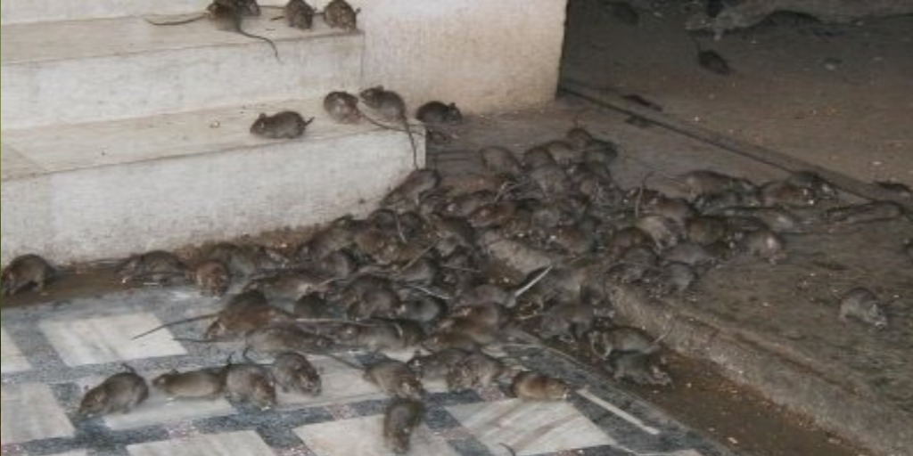 Proliferação de Rattus rattus vários ratos pretos em escadaria. 