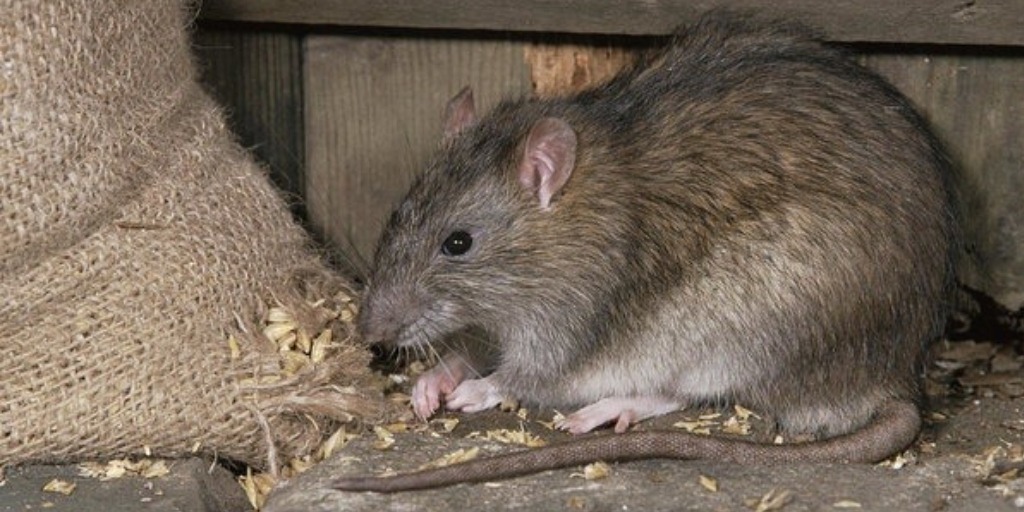 Ratazanas: ratazana marrom acinzentada se alimentando de grãos armazenados.